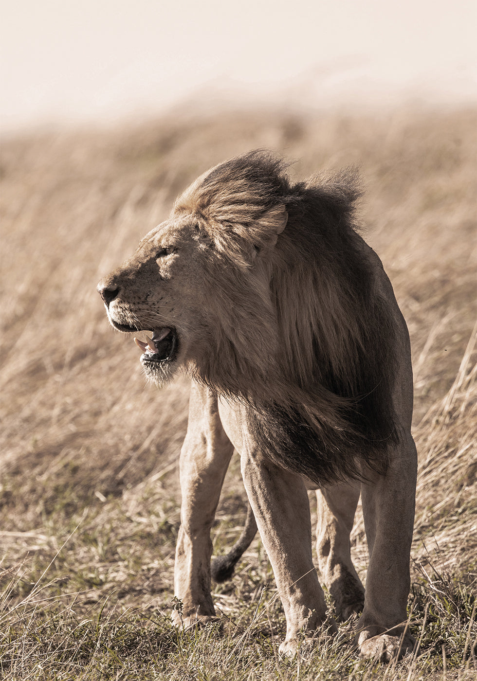 Lion In Profile Poster