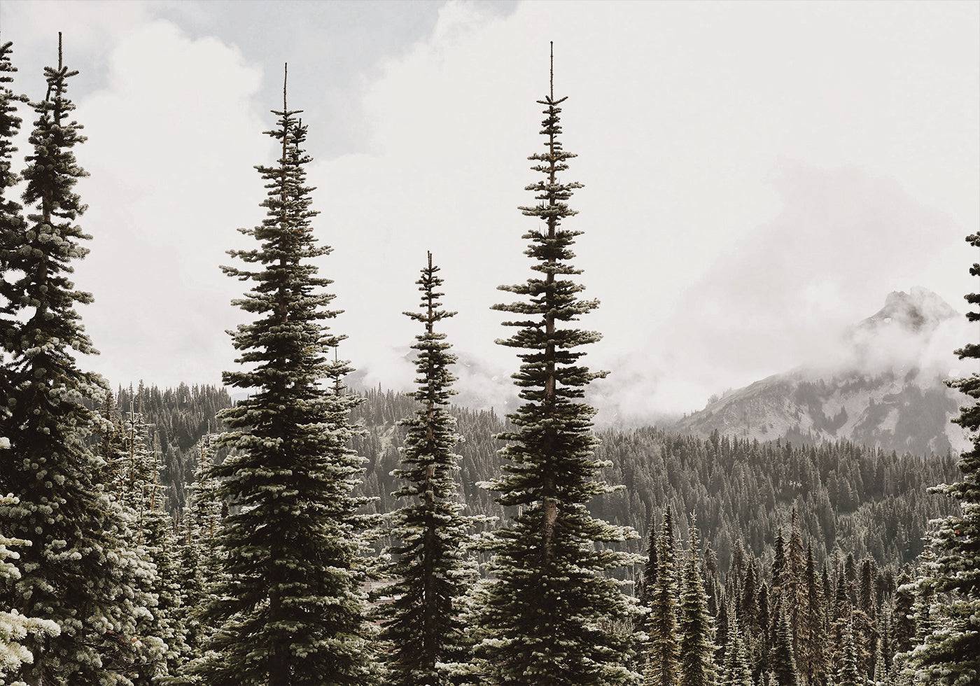 Majestic Fir Trees in the Mountains Poster