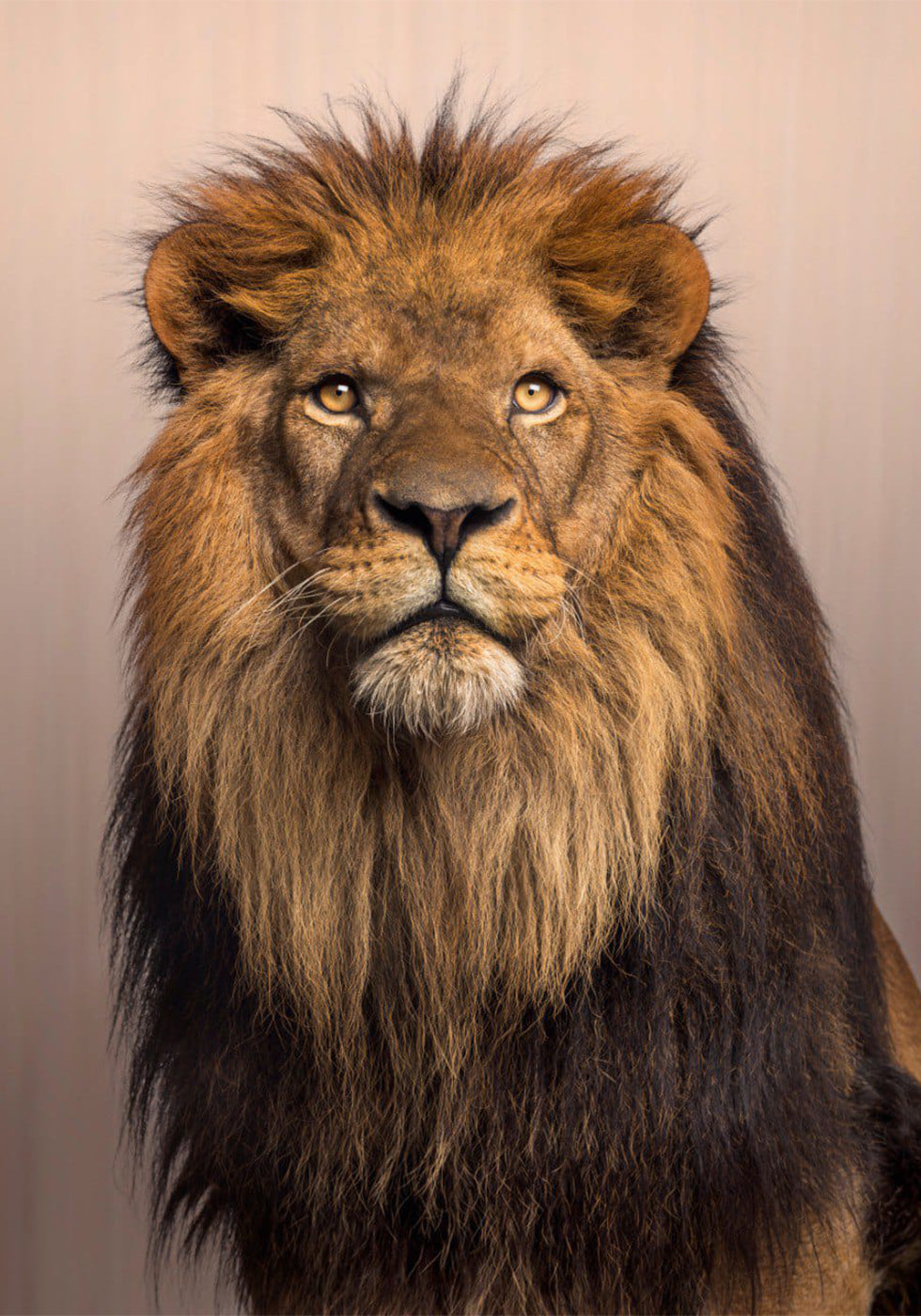 Majestic Lion Poster