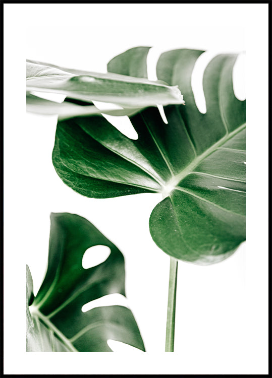 Green Monstera Leaves Poster