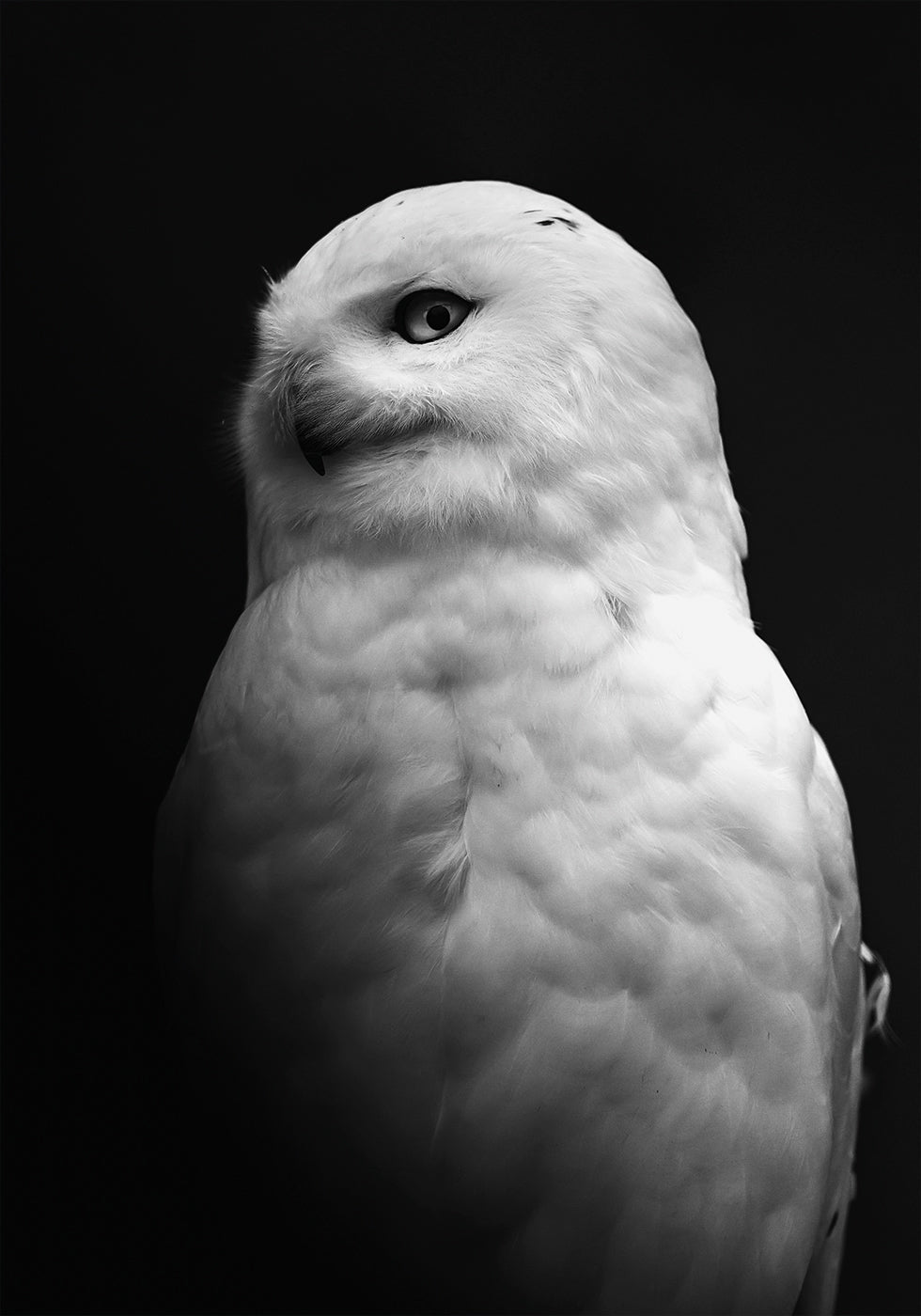 Snowy Owl in Black and White Poster