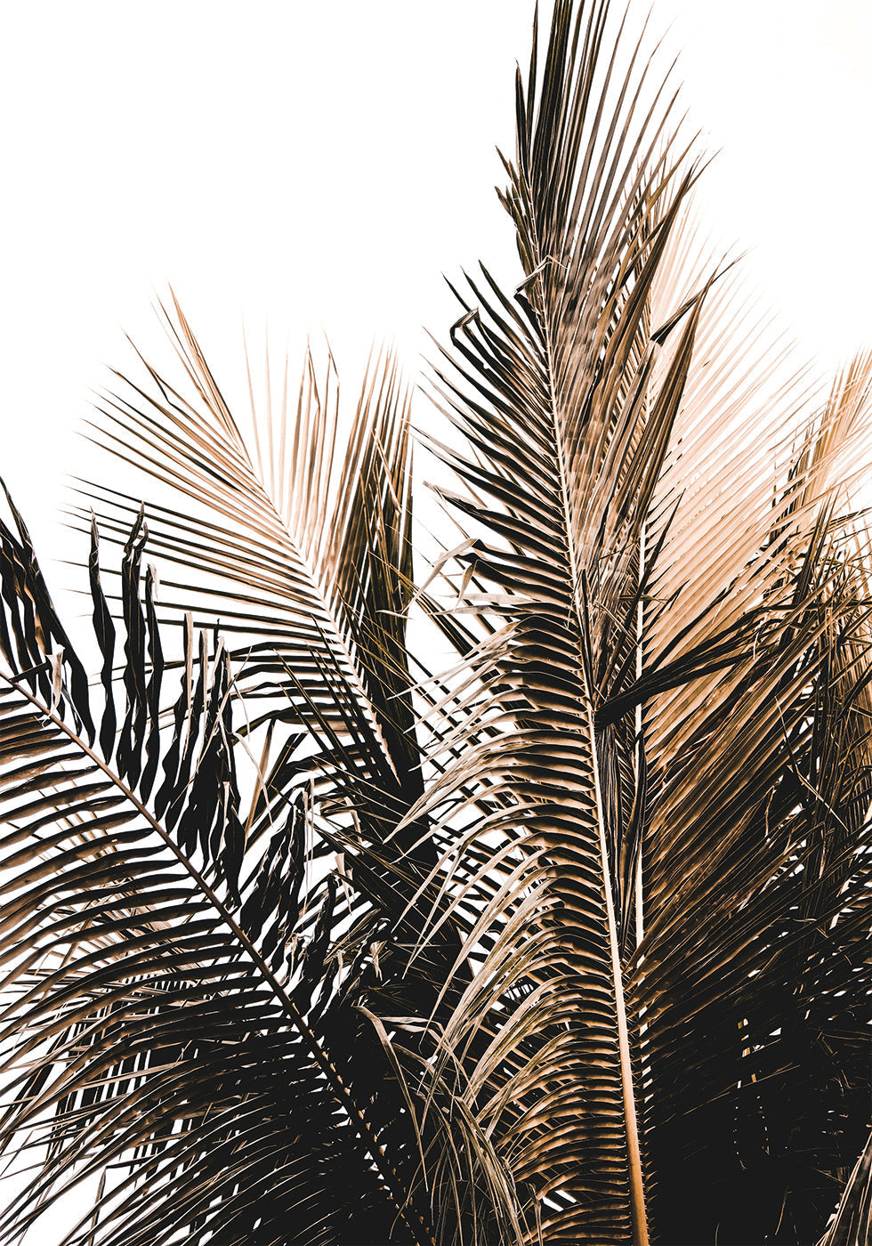 Palm Leaves No. 1 Poster