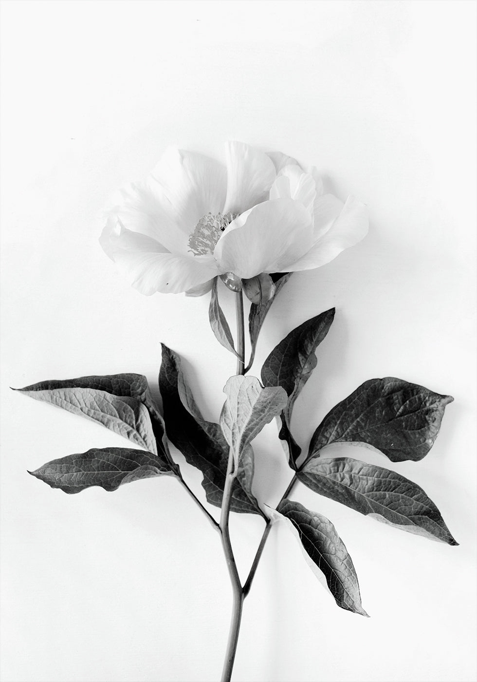 Peony B&W Poster