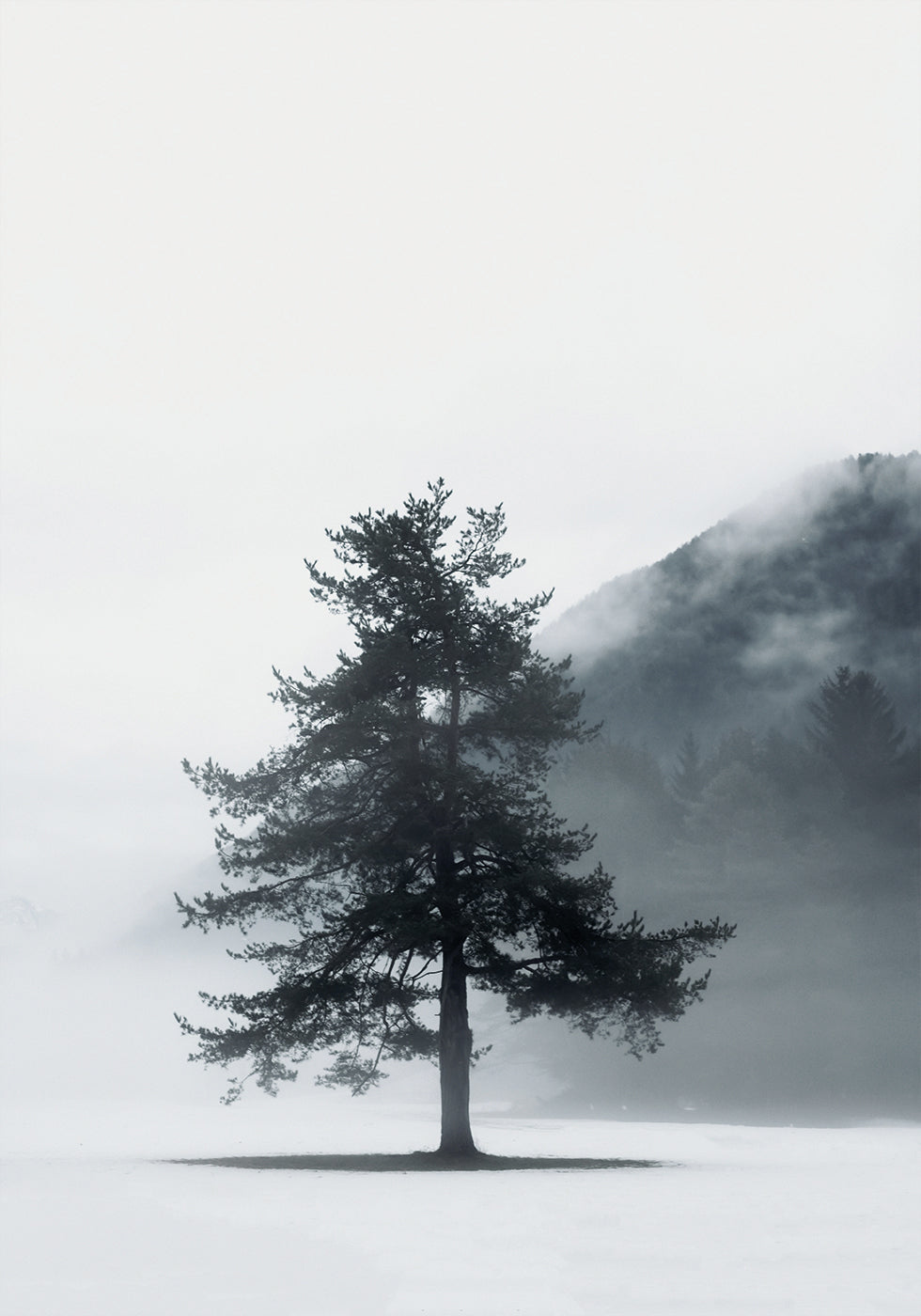 Lone Pine Tree in Foggy Field Poster - Posterbox.art