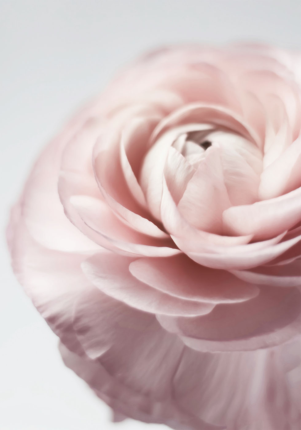 Pink Ranunculus Poster - Posterbox.art