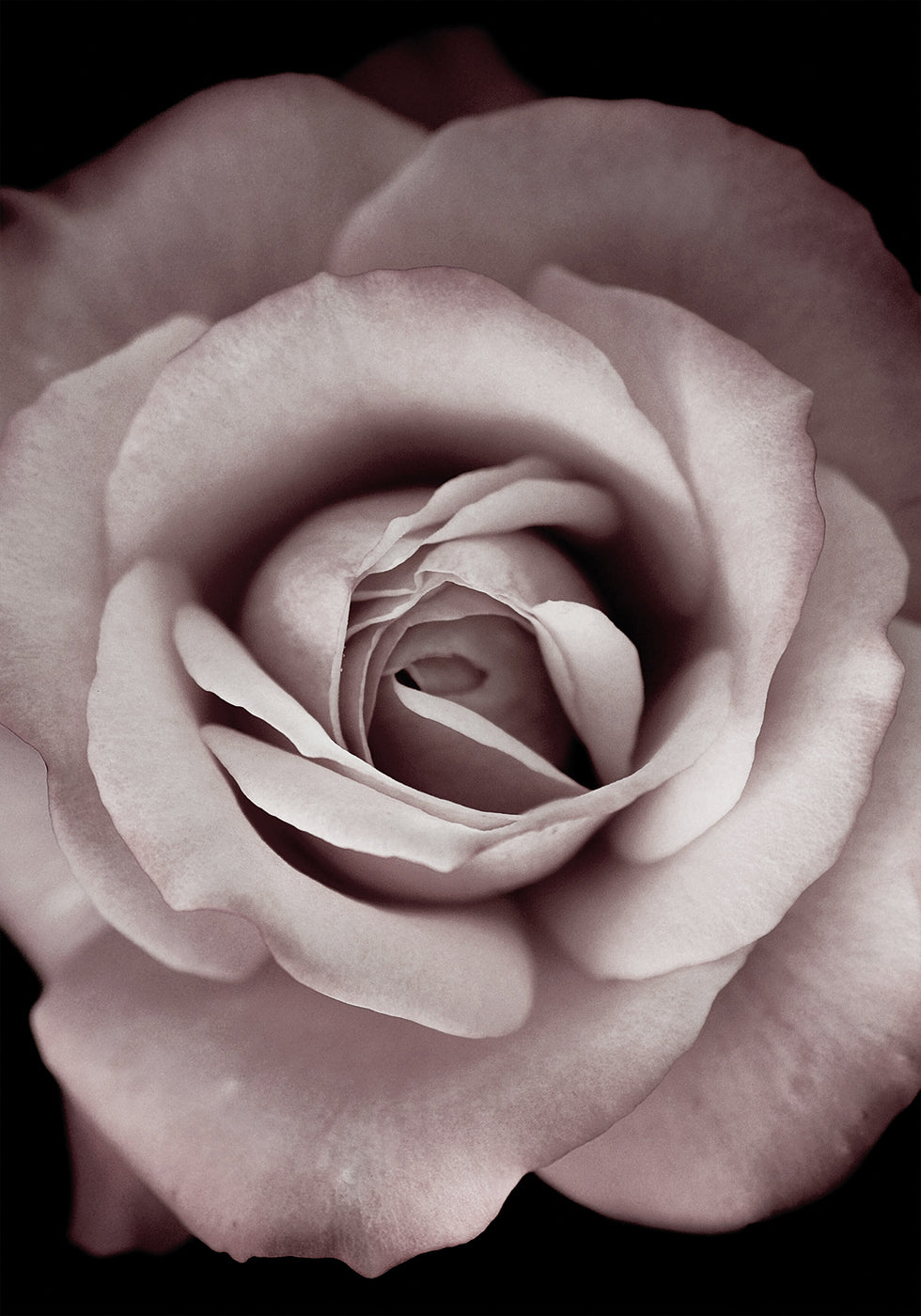 Pink Rose Poster - Posterbox.art