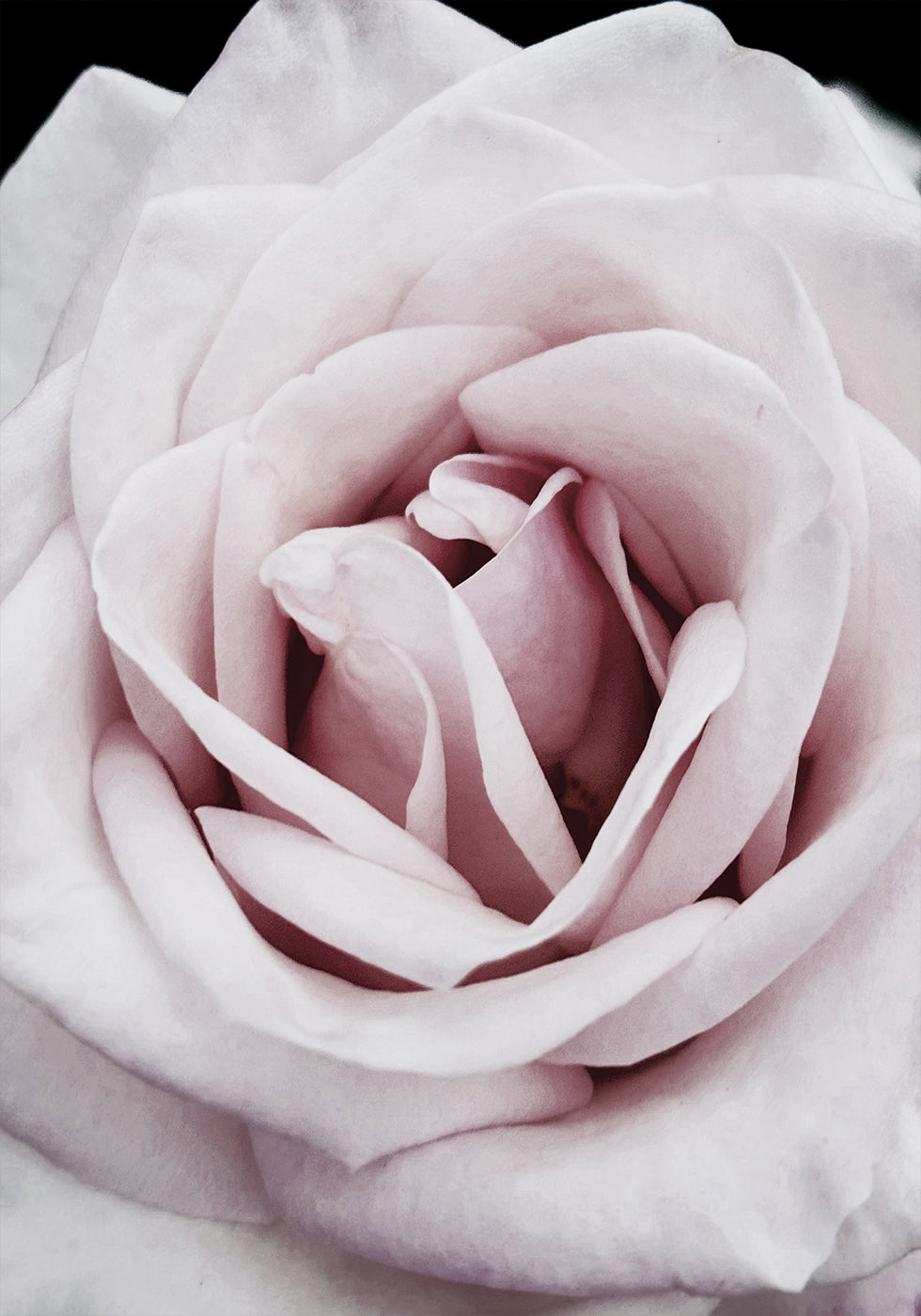 Pink Rose Poster - Posterbox.art