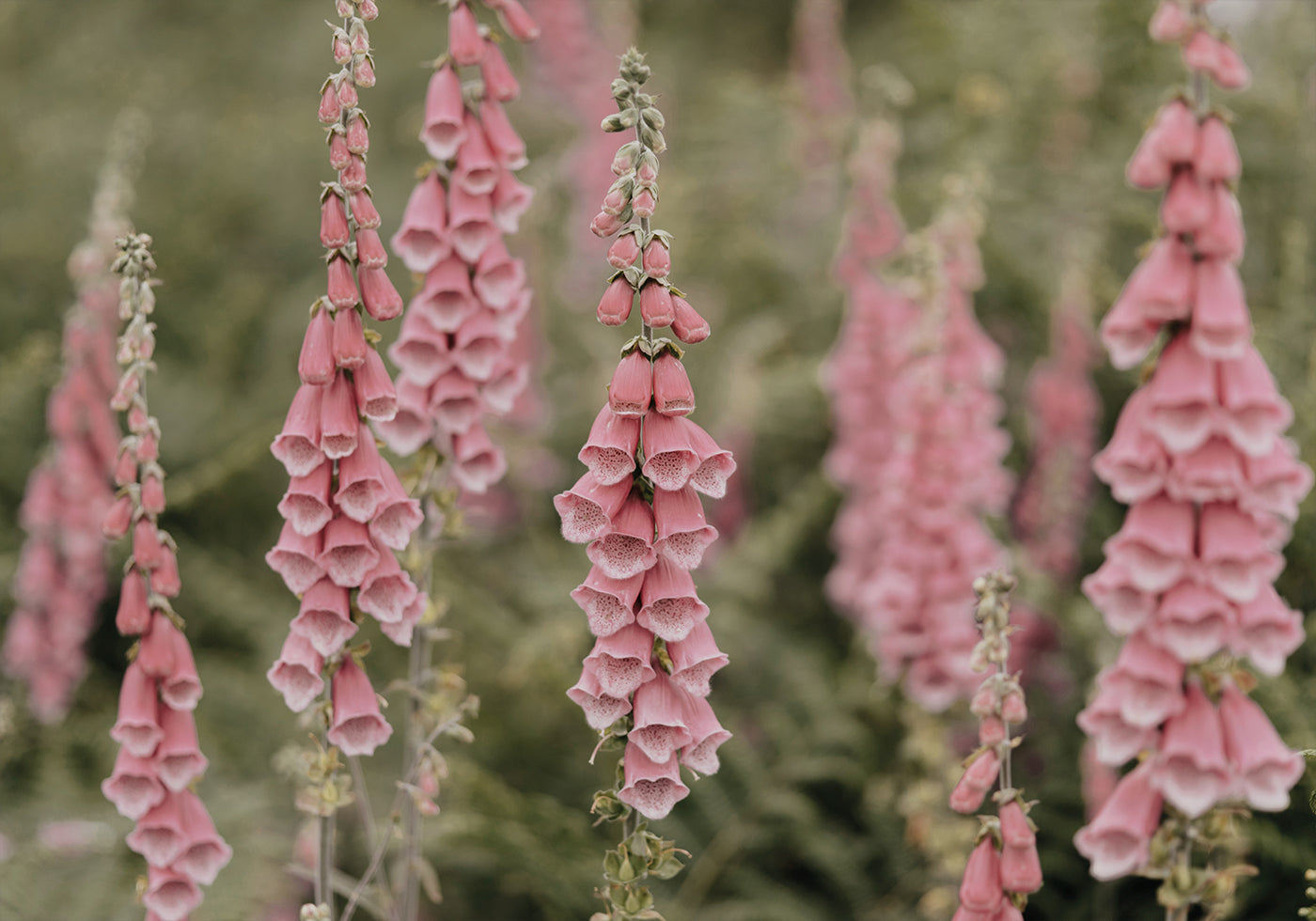 Pink Foxglove Flowers Poster - Posterbox.art