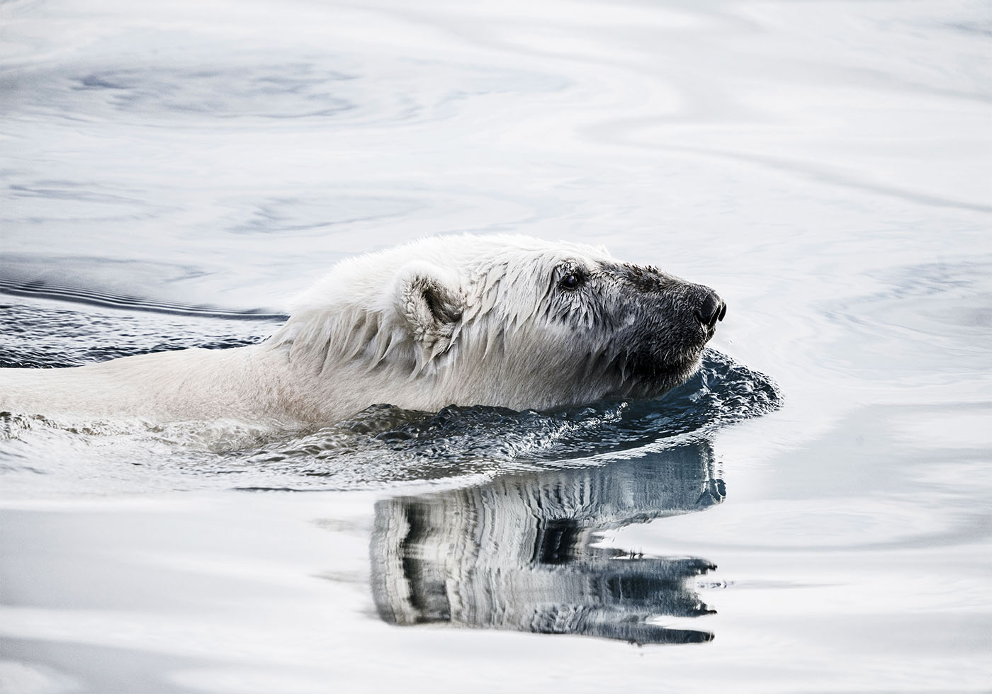 Swimming Polar Bear Poster - Posterbox.art
