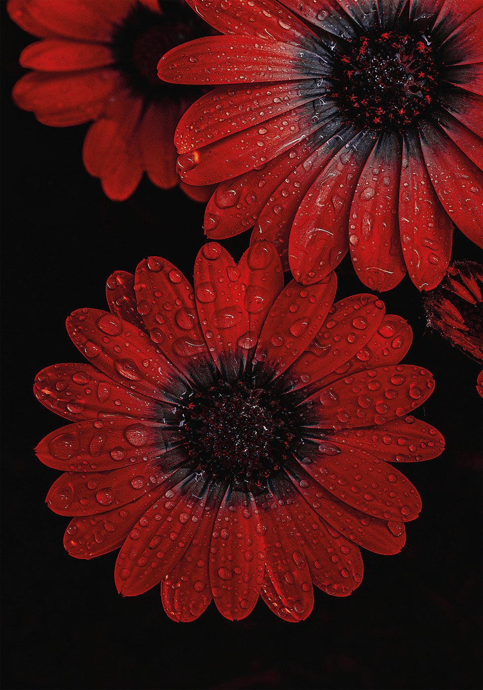 Red Dimorphotheca Flowers with Water Droplets Poster