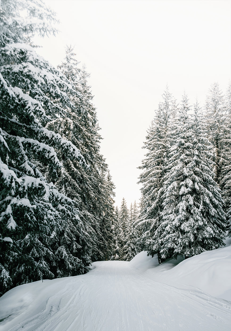 Snowy Road Through Evergreen Forest Poster - Posterbox.art