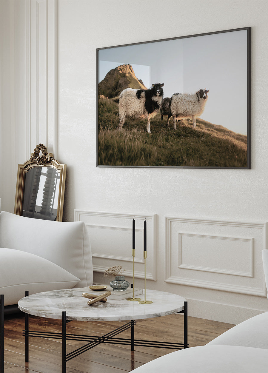 Icelandic Sheep in Nature Poster