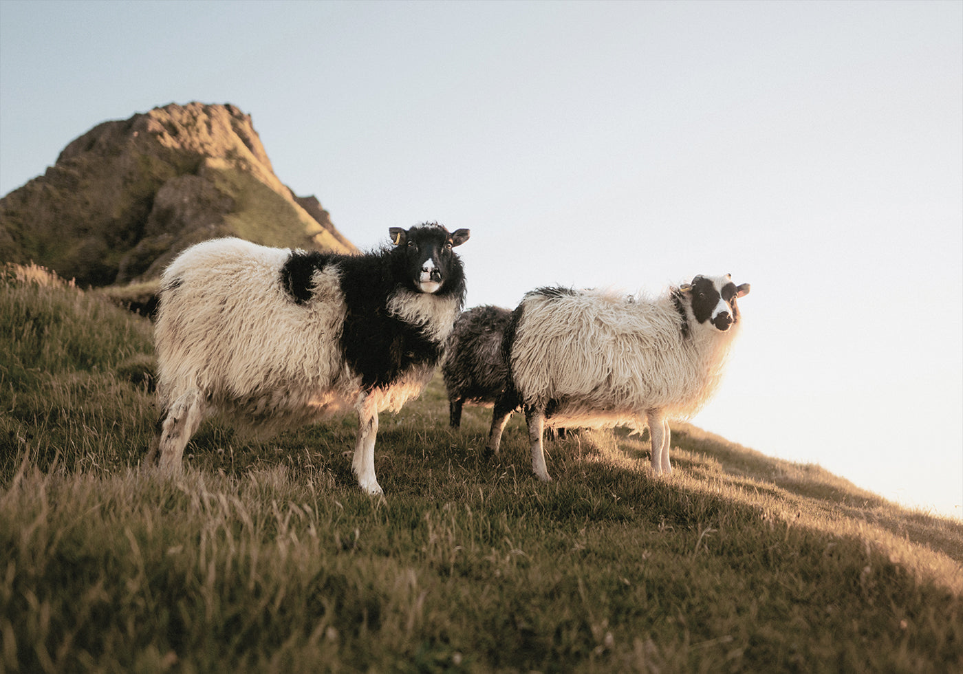 Icelandic Sheep in Nature Poster