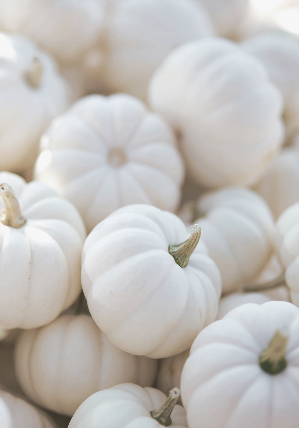 White Pumpkins Aesthetic Poster