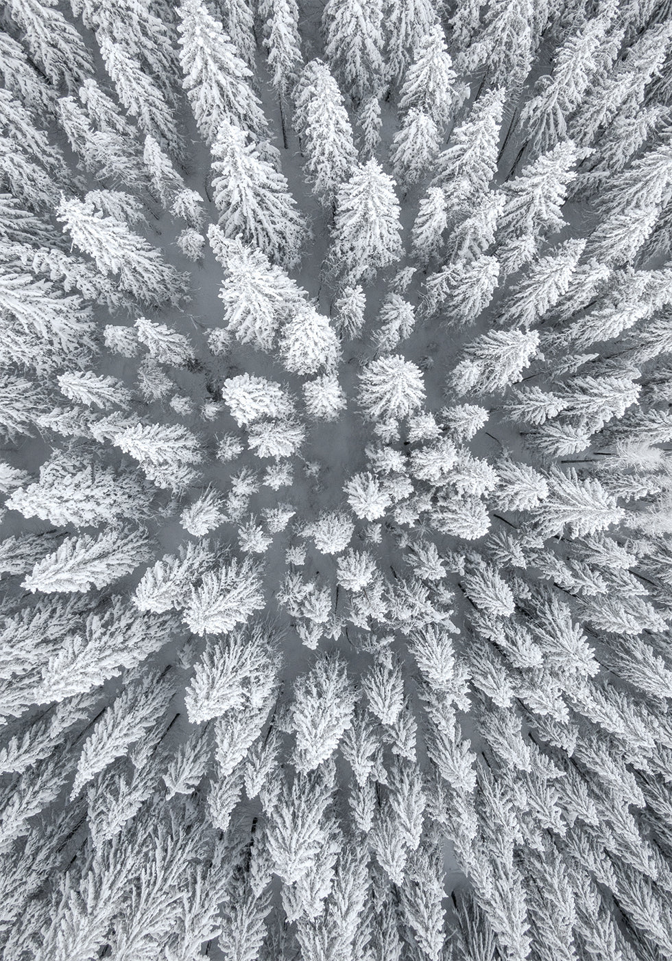 Snow Forest Aerial Poster - Posterbox.art