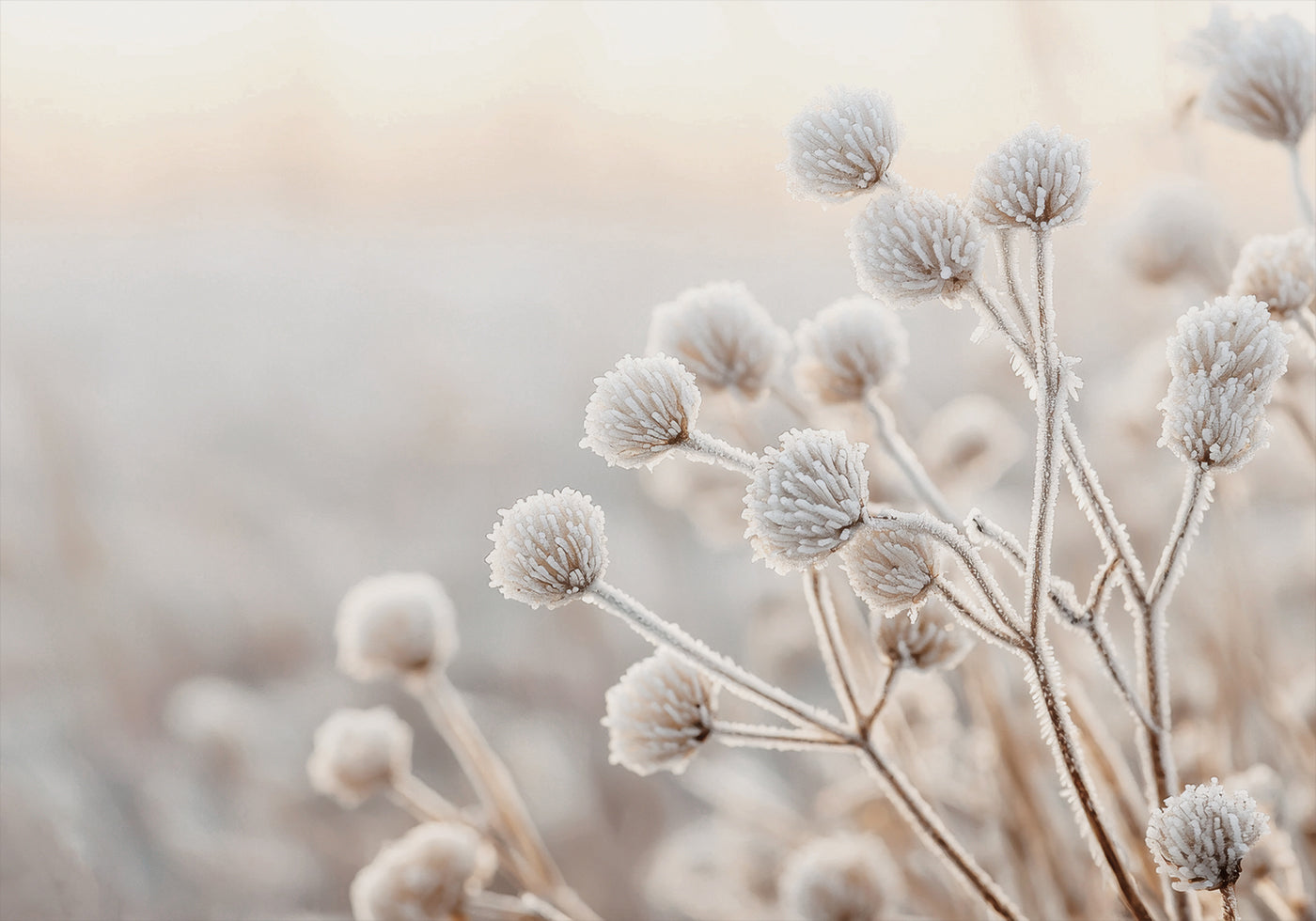 Frosted Winter Wildflowers Poster