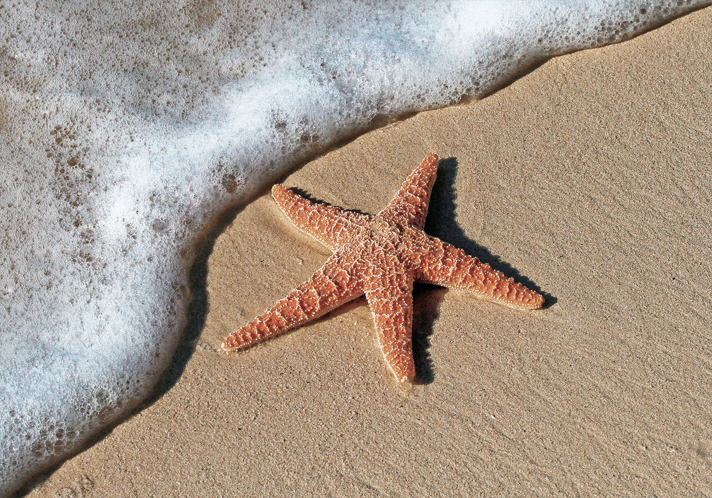 Starfish on the Beach Shoreline Poster