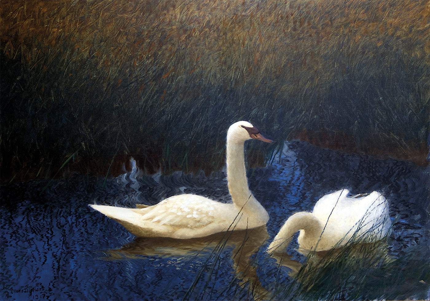 Swans in Tranquil Waters Poster - Posterbox.art