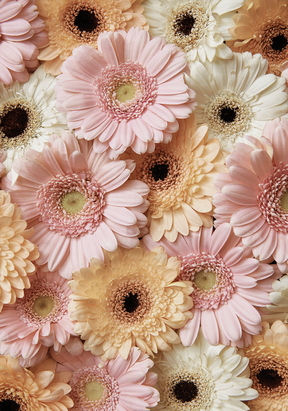 Tender Gerbera Poster