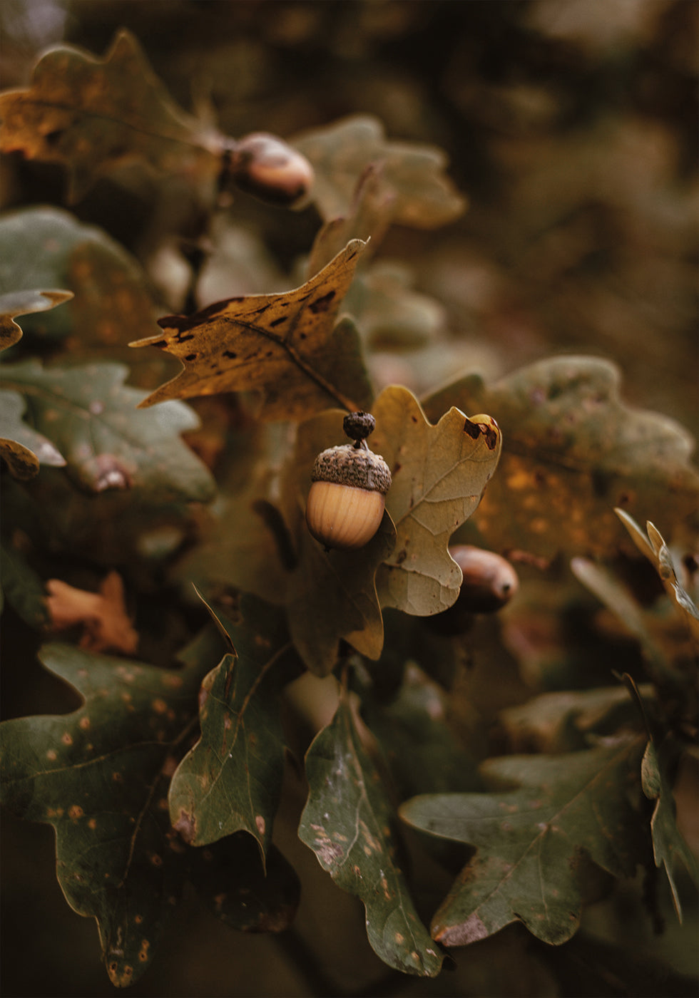 Autumn Leaves and Acorns Poster