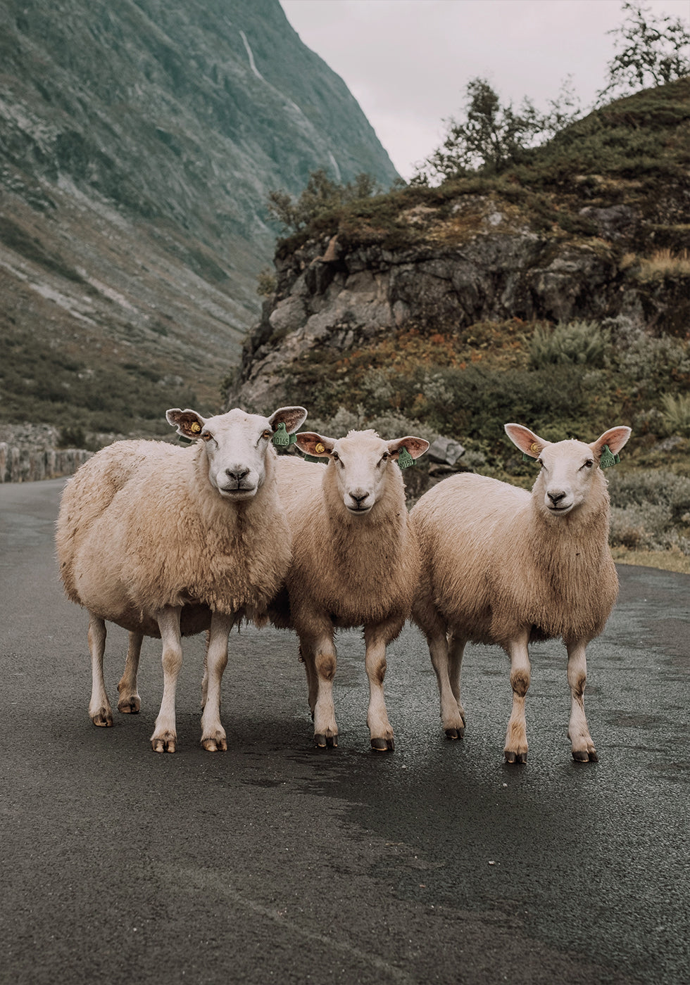 Three Sheep in Mountain Landscape Poster