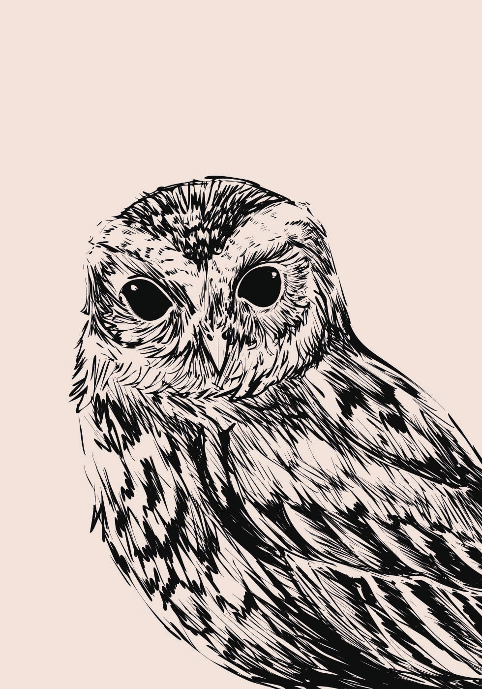 Owl Portrait Poster