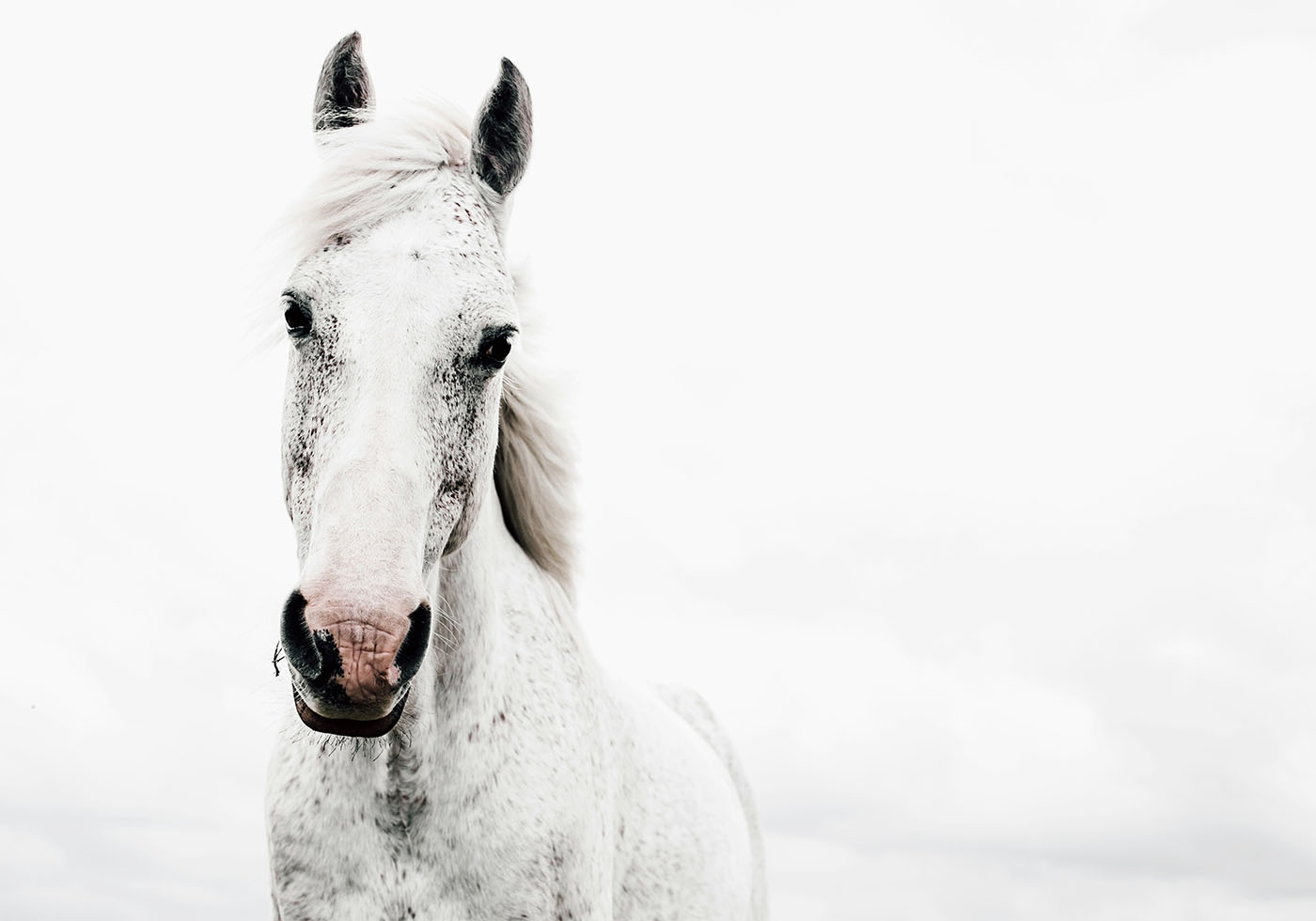 Majestic White Horse Poster - Posterbox.art