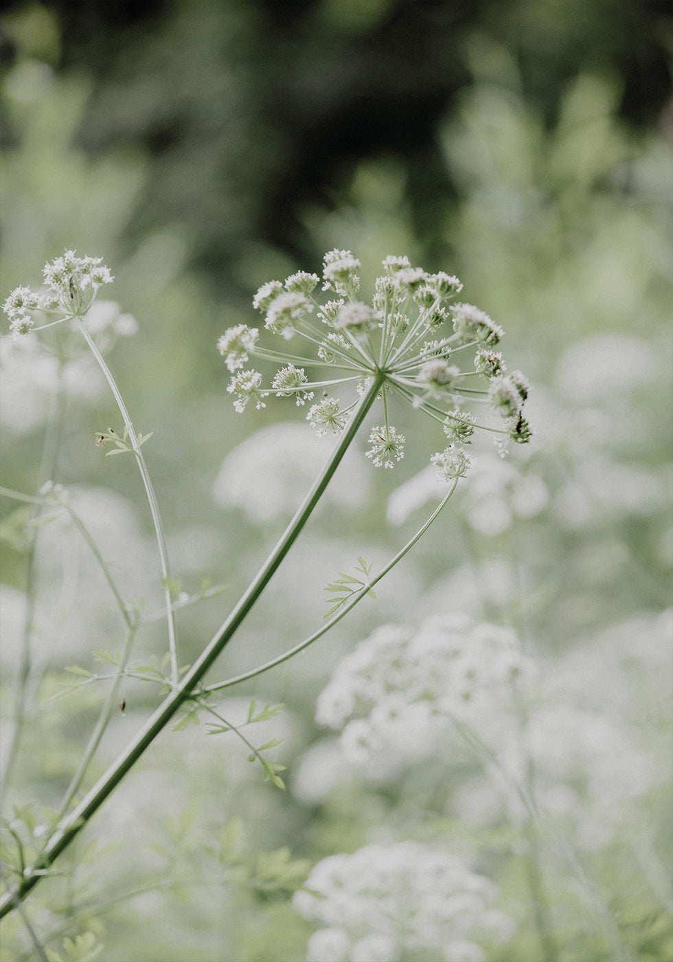 White Wildflowers in a Soft Green Meadow Poster - Posterbox.art