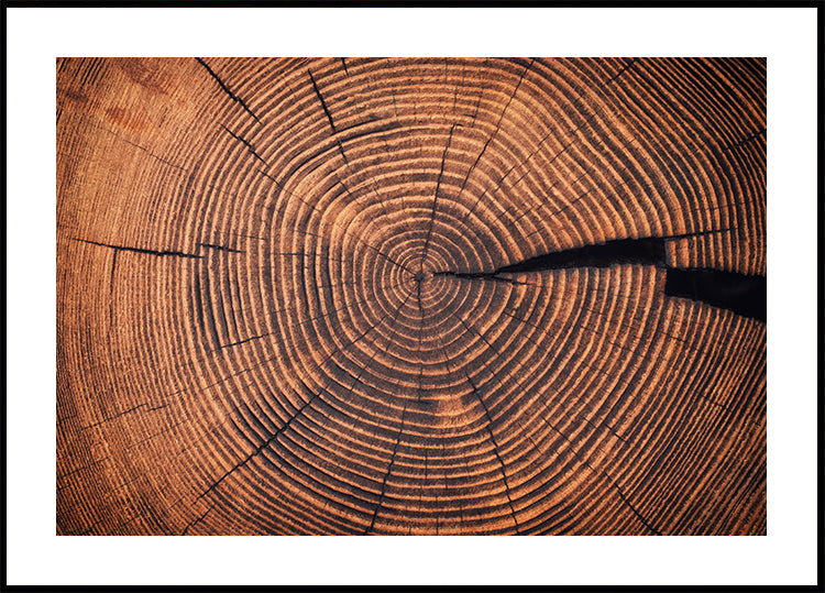 Wood Grain Circular Patterns Poster - Posterbox.art