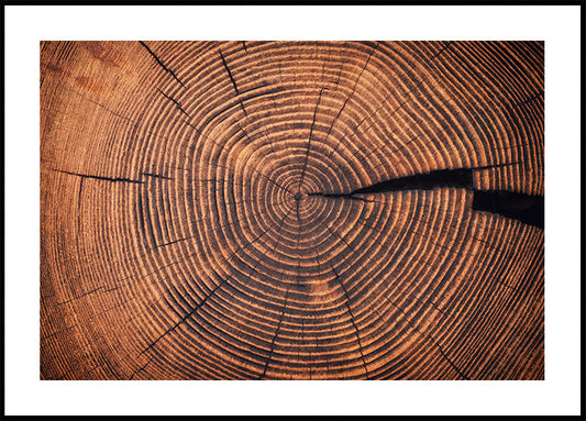 Wood Grain Circular Patterns Poster - Posterbox.art