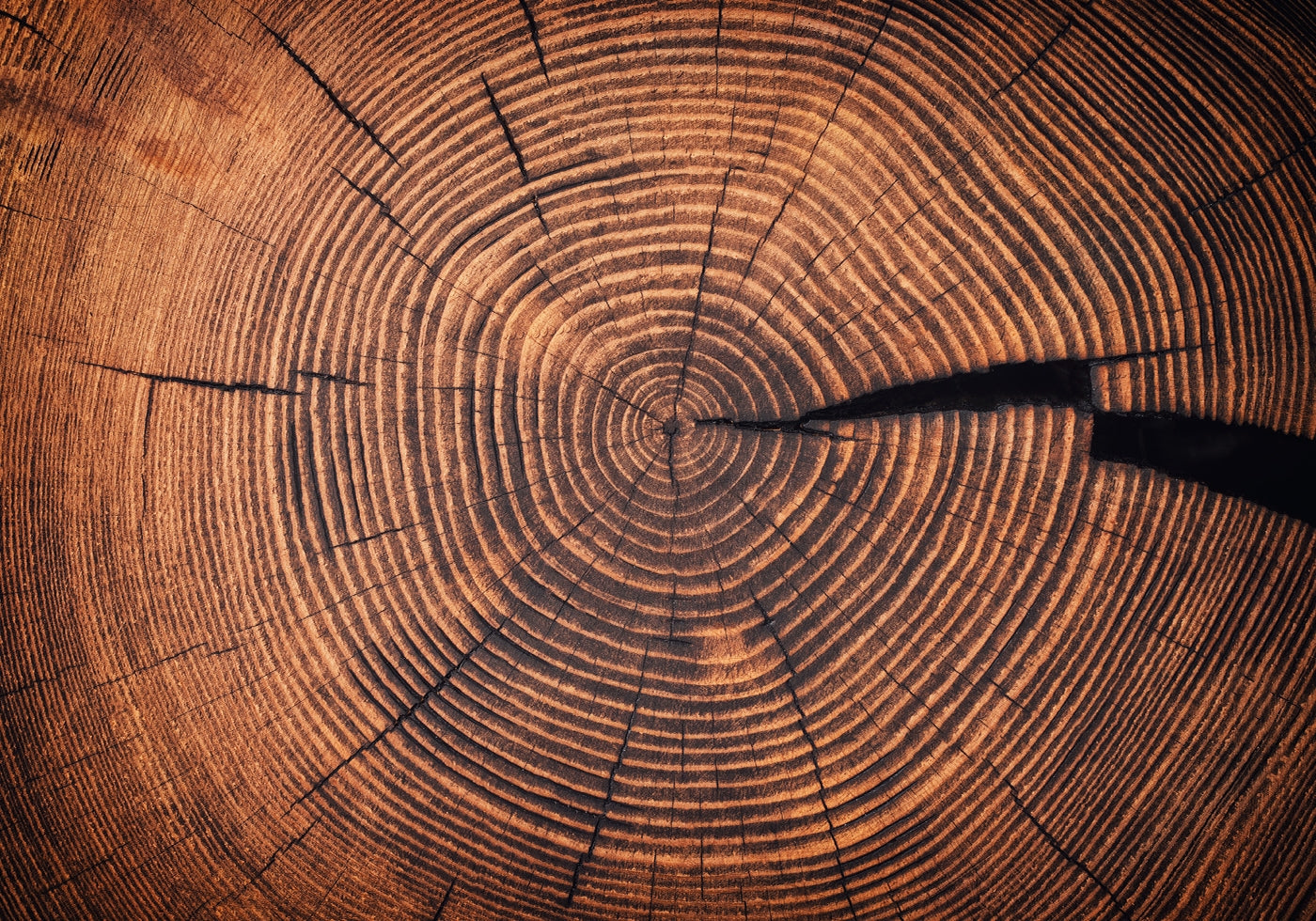 Wood Grain Circular Patterns Poster - Posterbox.art