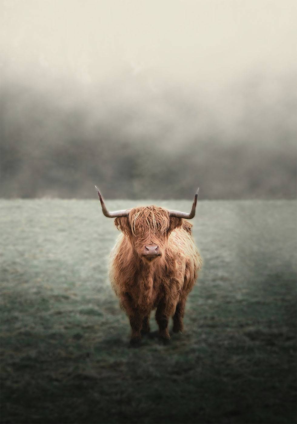 Highland Cow in Mist Poster - Posterbox.art