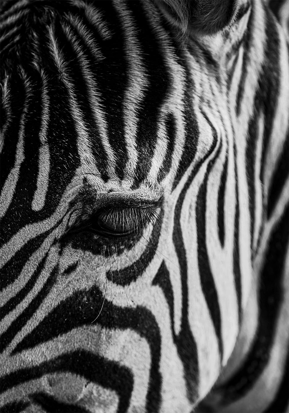 Zebra Eye Poster - Posterbox.art