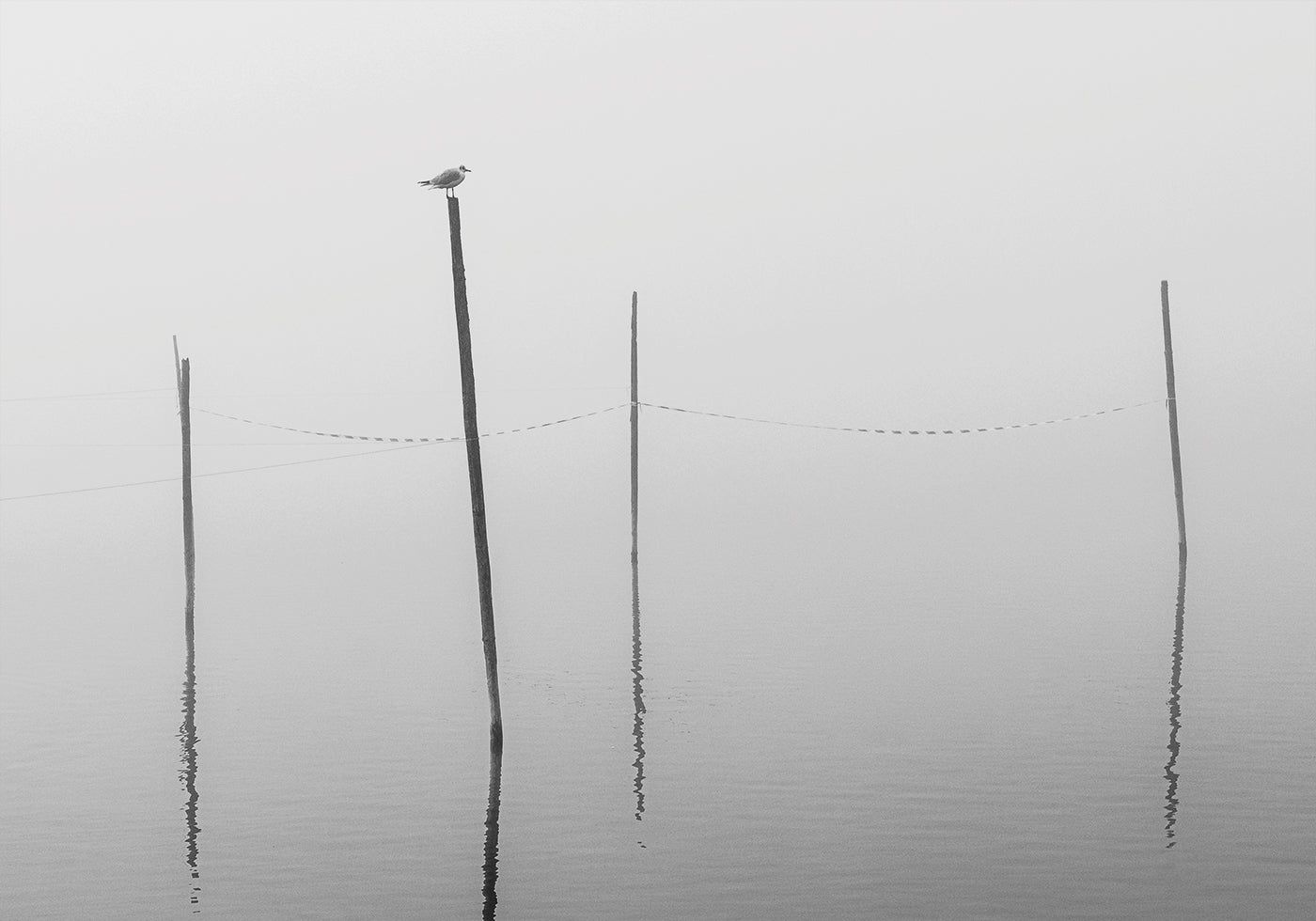 Misty Reflections in Black and White Poster - Posterbox.art