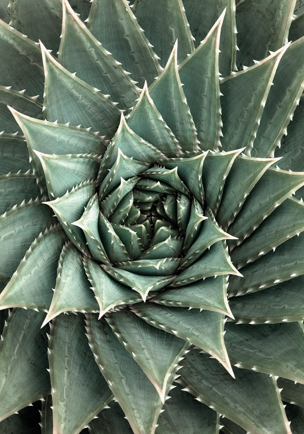 a close up of a large green plant