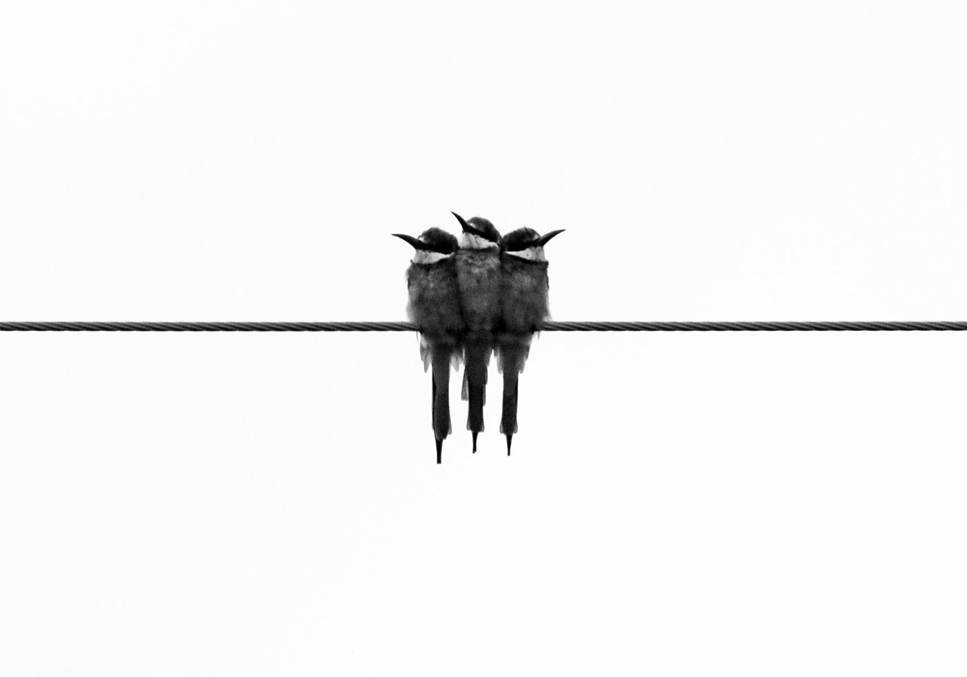 Birds On Wire Poster - Posterbox.art