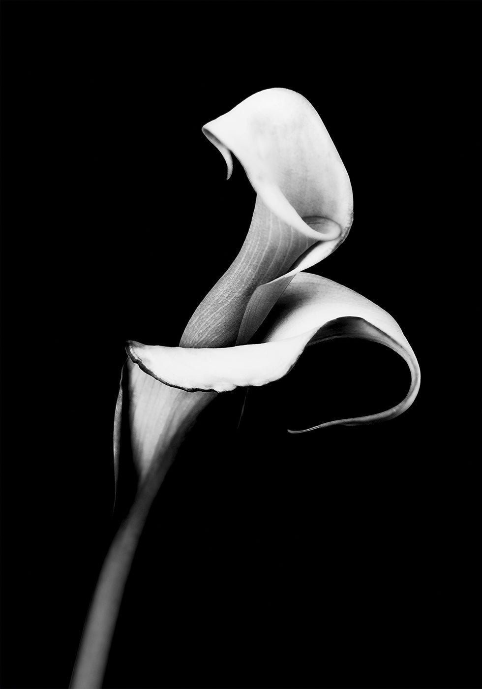 Calla Lily Poster - Posterbox.art