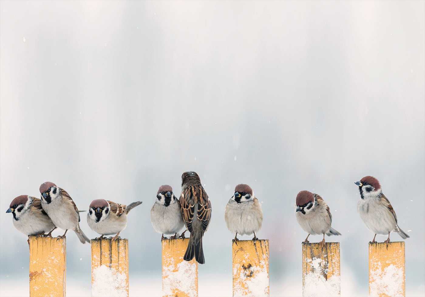 a group of birds sitting on top of a wooden post