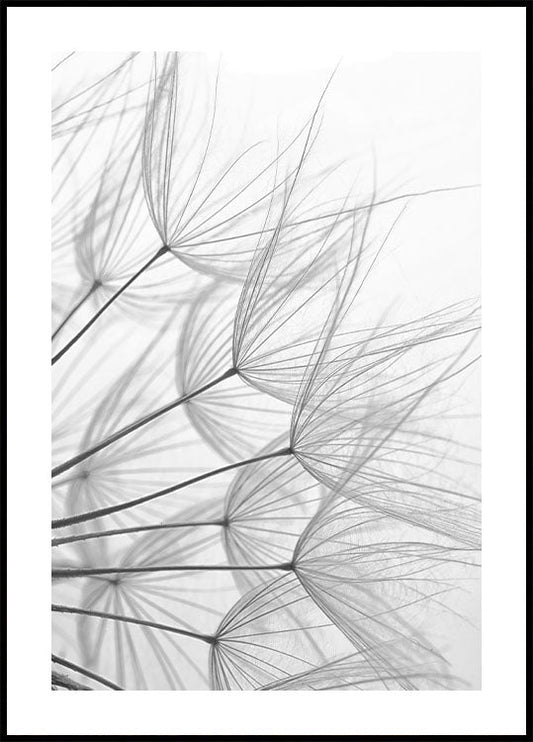 Delicate Nature in Monochrome Poster