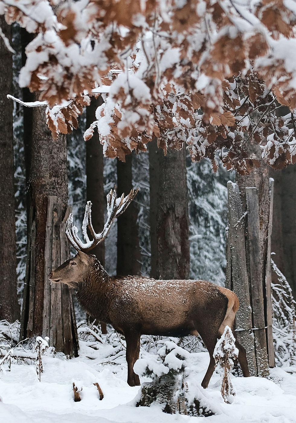 Deer in A Snowy Forest Poster - Posterbox.art