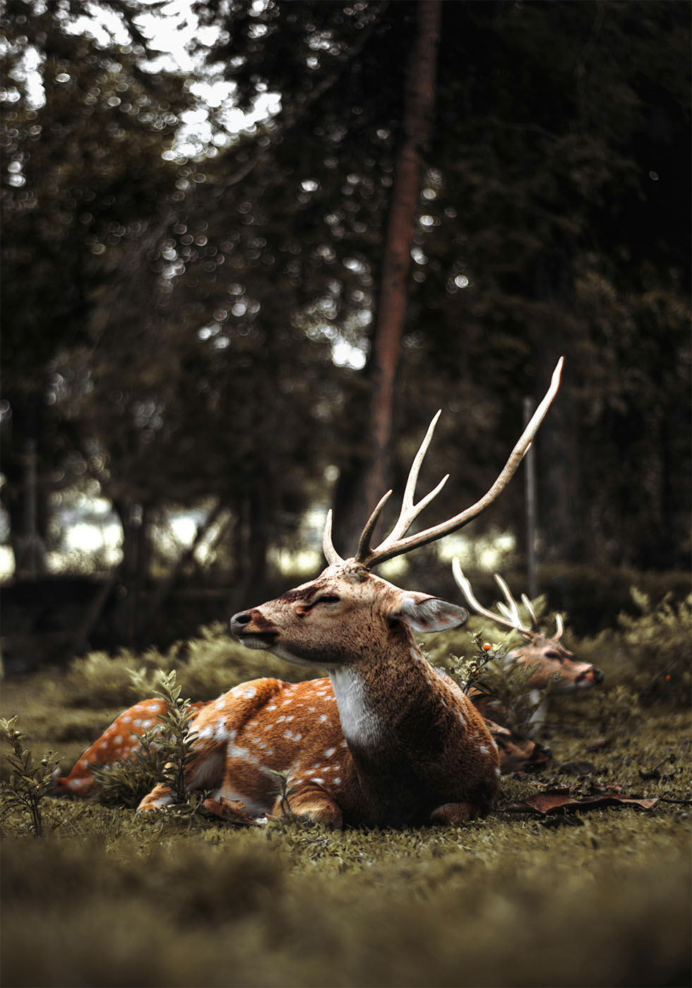 Deer In The Forest Poster - Posterbox.art