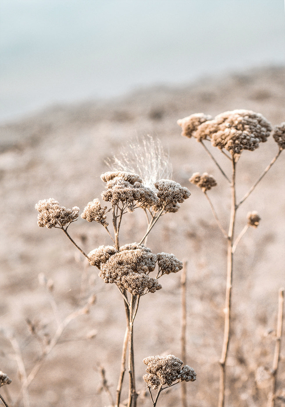 Dried Flowers Poster - Posterbox.art