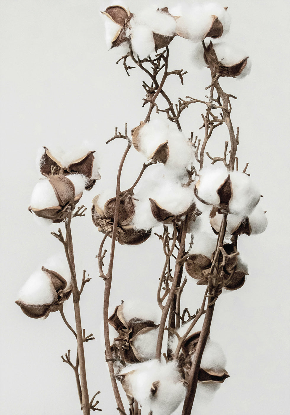 Dry Cotton Plant Poster - Posterbox.art