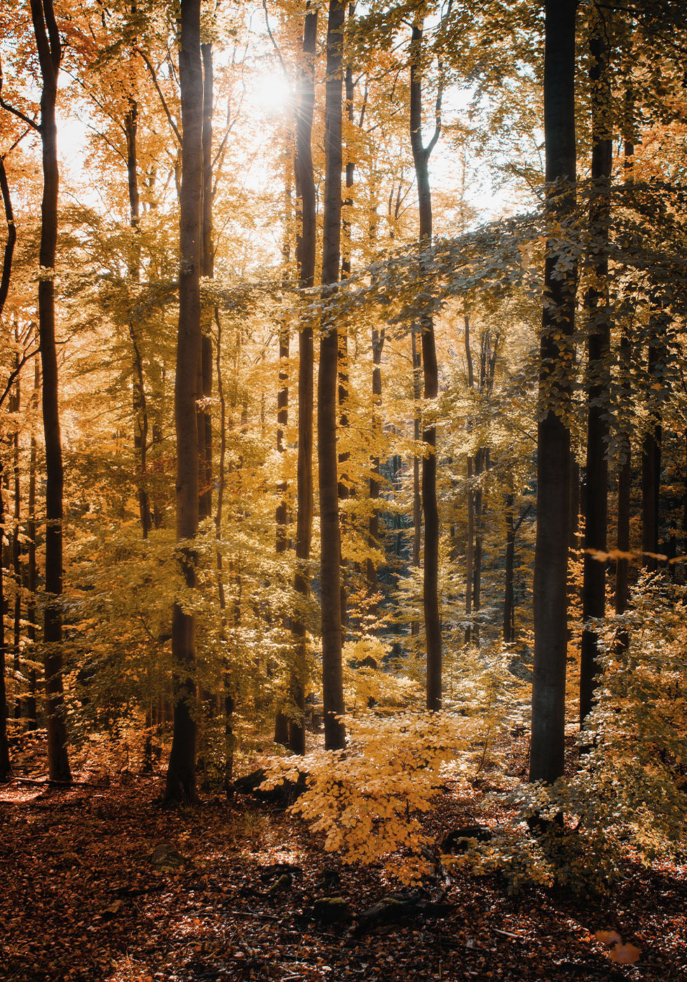Forest Poster - Posterbox.art