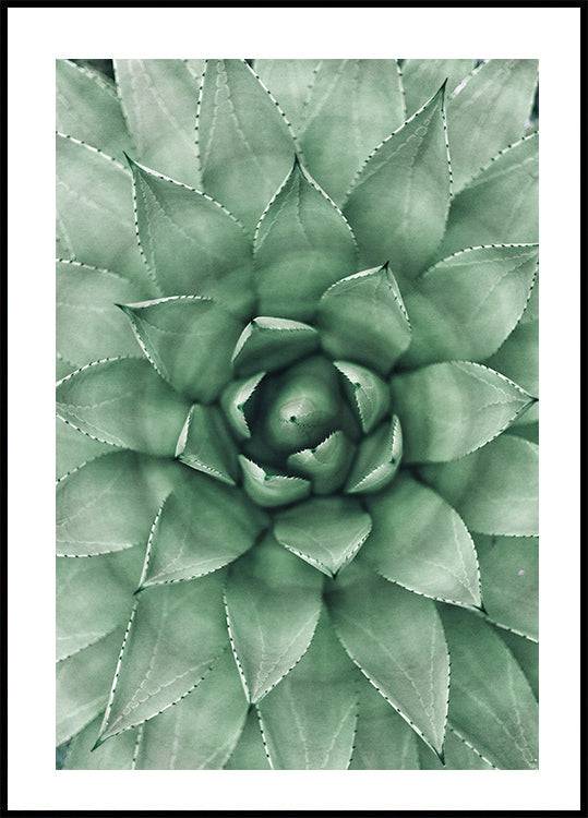 Green Succulent Plant Design Poster - Posterbox.art