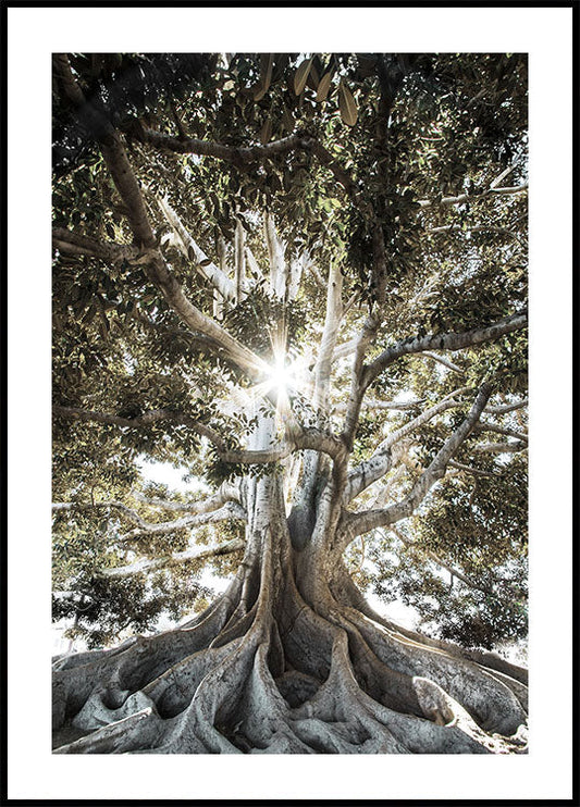 Tree with Large Roots Poster