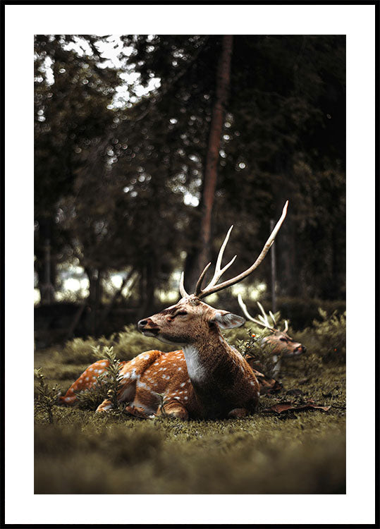 Deer In The Forest Poster - Posterbox.art