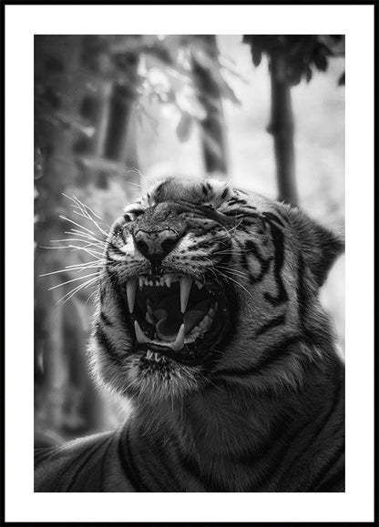 Angry Tiger Poster