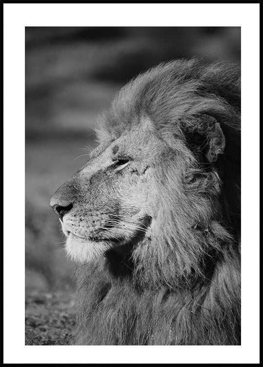 Male Lion Profile Poster - Posterbox.art