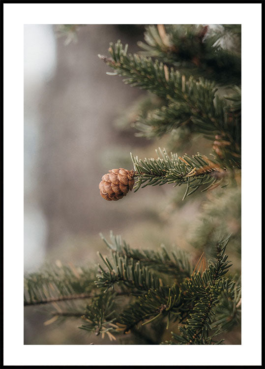 Pine Cones Poster - Posterbox.art